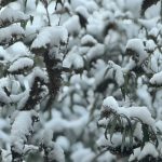 Le lycée sous la neige…