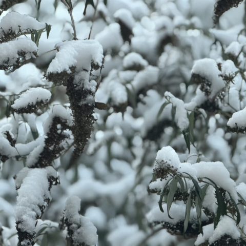 Le lycée sous la neige…